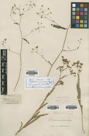Image result for Pimpinella trifurcata