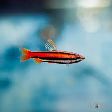 It is one of the most colourful of the genus, being suffused with a bright coral red colouration over its entire body and fins. Coral Red Pencilfish Nannostomus Mortenthaleri Aqua Imports