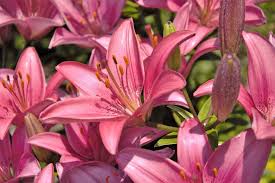 Non flowering ornamental plants in the philippines. 7 Ways To Take Care Of Your Ornamental Plants