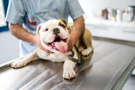 Distemper In Dogs - Causes, Symptoms, & Treatment – American Kennel Club