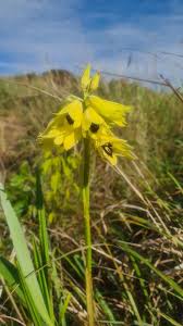 Image result for Orthochilus mechowii