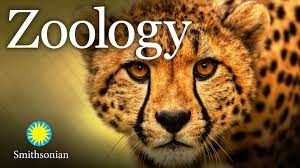 برايم فيديو: Zoology: Understanding the Animal World