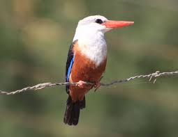Passarinha Cabo Verde
