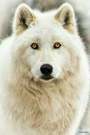 Pin By Muhammet Evlekoglu On Wolves Wolf Eyes Arctic Wolf Animals Beautiful