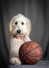 Agility trial photos with Canon 70-200mm lens