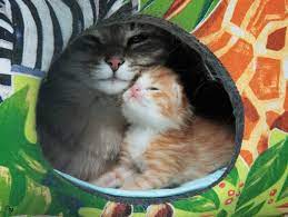 spasennyj s ulicy kem to vykinutyj nedavno rodivshijsya kotenok koshki i kotyata kotenok kotyata