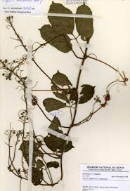 Image result for Ascolepis capensis