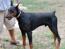 Wonderful akc doberman puppies both akc registered and exceptional dogs. Female Doberman Pets And Animals For Sale Houston Tx