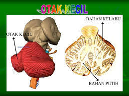 4 Bagian Bagian Otak Manusia Beserta Fungsinya Dosenbiologi Com