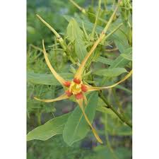 Image result for Strophanthus speciosus