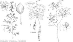 Image result for Capparaceae