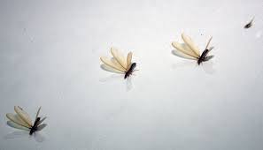 Maybe you would like to learn more about one of these? Ini Artinya Jika Anda Bermimpi Dikerubuti Serangga Gaya Tempo Co