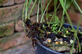 Image result for Lepisorus schraderi