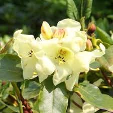 Rhododendron Goldika 1 Heester Online Bestellen