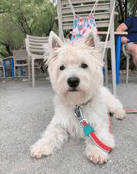 But this doesn't mean that you should purchase a westie puppy from a back page or internet classifieds ad. Is Your West Highland White Terrier A Purebred