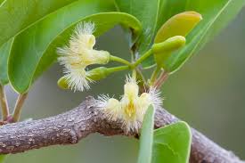 Image result for Ximenia americana