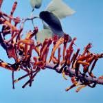 Image result for Phragmanthera usuiensis