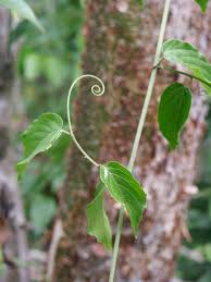 Image result for Gouania