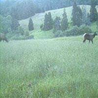 Sweet Spot Deer Food Plot Seed Sucraseed Food Plots For Deer Deer Food Food Plot