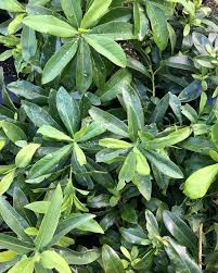 Image result for Warburgia