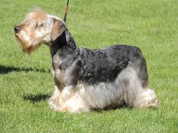 Image result for ČESKÝ TERIÉR