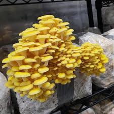 Not sure how to keep mushrooms? How To Grow Oyster Mushrooms Complete Guide