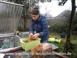 Warum benötigen schildkröten überhaupt eine winterruhe? Einwinterung Und Winterstarre Von Landschildkroten Auch Winterschlaf Genannt Youtube