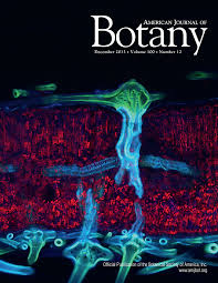 Image result for Rytigynia umbellulata