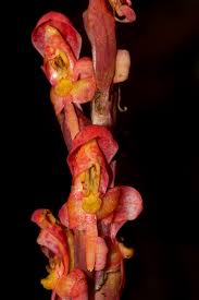 Image result for Disa satyriopsis