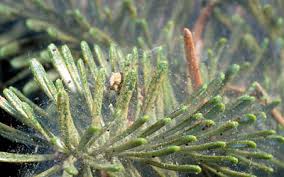 The fascicle is a collar at the join of the leaf at the branch. Spruce Spider Mite Wetaskiwin County Ab Official Website