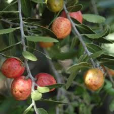 Image result for Mystroxylon