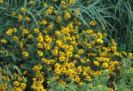 Image result for Aspilia helianthoides