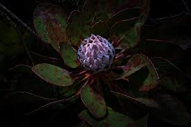 Image result for Psydrax livida