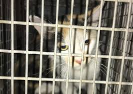 Because of this, the aspca promotes a policy called trap neuter return (tnr), to help manage the population.1. Cat Trap Fever The Best Of The Bad Options For Feral Cats Nevada Current