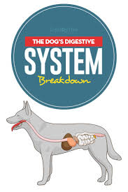 Dog Digestive System Breakdown And What Dogs Can And Cannot Digest