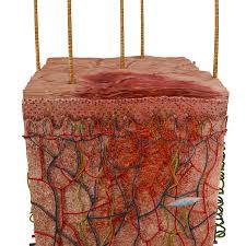 Image result for Macule