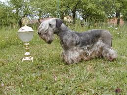 Image result for ČESKÝ TERIÉR