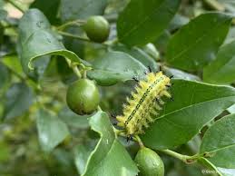 Image result for Cassinopsis ilicifolia