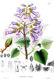 Trouvez des images de stock de paulownia plantation spring beautiful symmetrical forest en hd et des millions d'autres photos, illustrations et images vectorielles de stock libres de droits dans la collection shutterstock. Paulownia Tomentosa Princesstree Empress Tree Buy Seeds At Rarepalmseeds Com