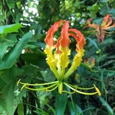Image result for Turraea floribunda
