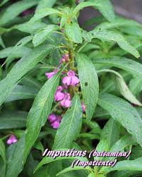 Image result for Impatiens mildbraedii