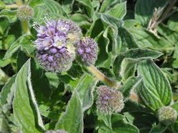 Image result for Culcasia falcifolia