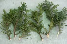 Image result for cuttings thujas