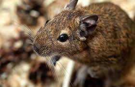 Best Exotic Small Pets That Are Easy To Own Lovetoknow