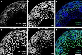 Thanks to generous support from the howard hughes medical institute, the national science foundation and the cornell biotechnology program, cibt has developed over 100 labs and classroom activities. Current And Future Advances In Fluorescence Based Visualization Of Plant Cell Wall Components And Cell Wall Biosynthetic Machineries Biotechnology For Biofuels Full Text
