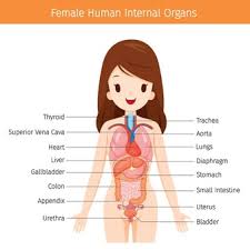 Above it communicates with the abdomen proper; Premium Vector Female Human Anatomy Internal Organs Diagram
