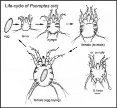 Mites Of Livestock Wikipedia