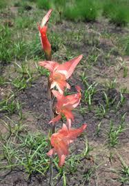 Image result for Gladiolus melleri
