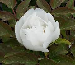 To ensure long lasting quality of our blooms, we do not merely place the buds in water before shipping. Tree Peony Varieties Paeonia Suffruticosa For Sale Online Uk
