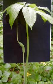 Arisaema is a large and diverse genus of the flowering plant family araceae.the largest concentration of species is in china and japan, with other species native to other parts of southern asia as well as eastern and central africa, mexico and eastern north america. Arisaema Dracontium Green Dragon Go Botany